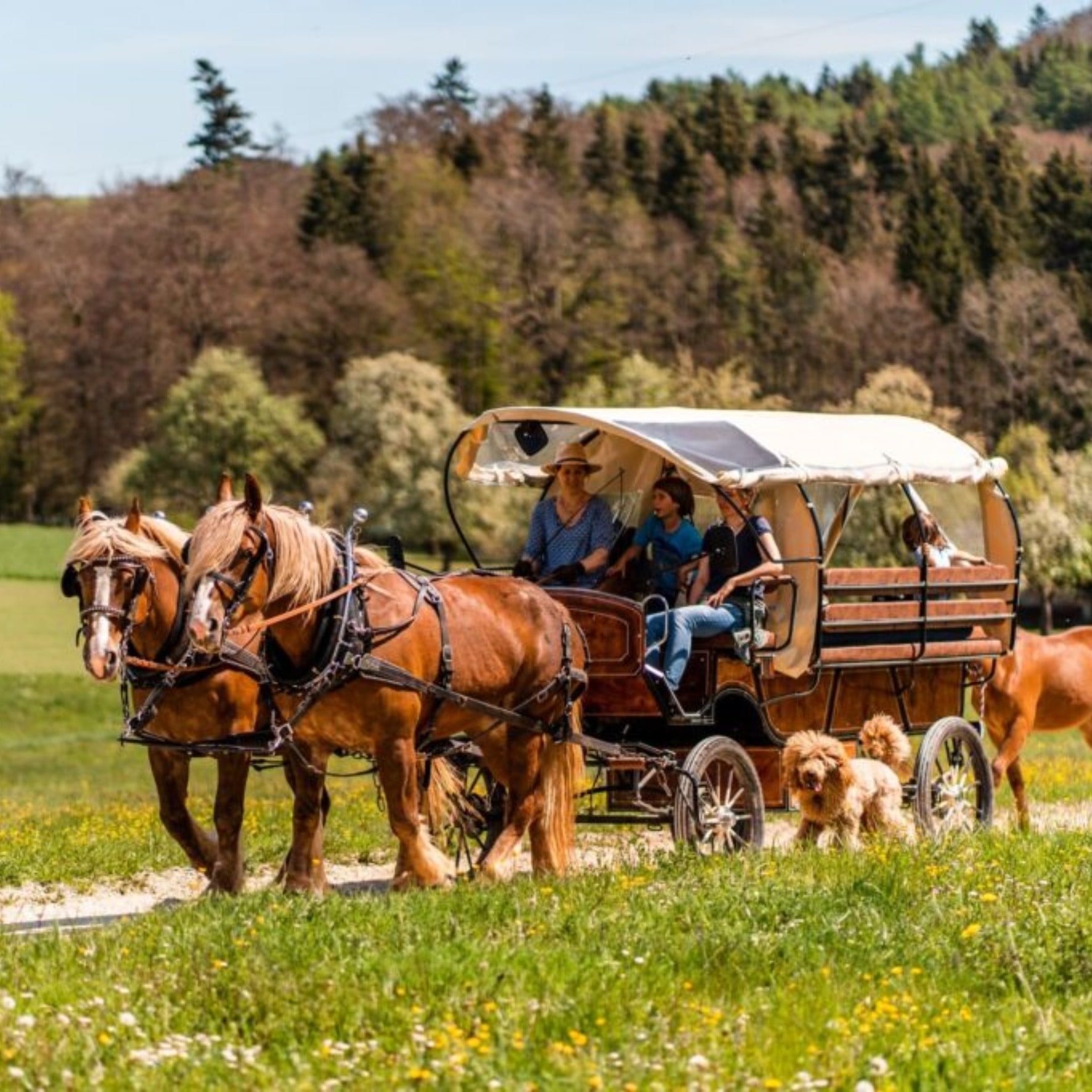 Planwagenfahrt mit zwei Kaltblütern über eine Allgäuer Wiese