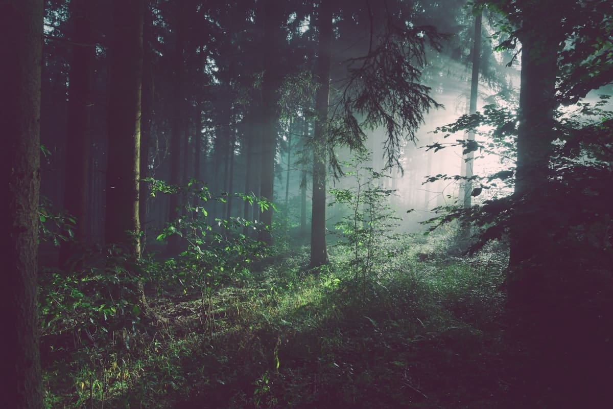 Waldbaden zwischen hohen Tannen im Allgäu